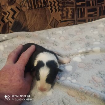 Border kolie s PP - 3