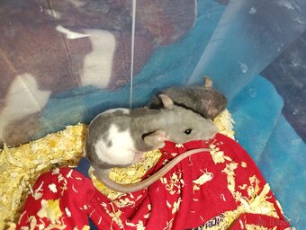 Potkani kluci a holky 19.12 možný dovoz Brno,Opava.. - 3