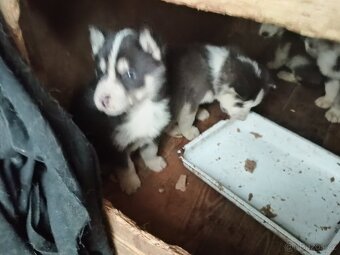 Sibiřský husky - 3