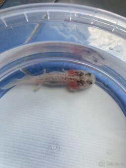 Axolotl - 3