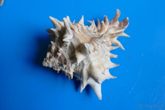 Hexaplex fulvescens s operculem - 3
