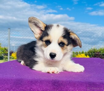 Welsh corgi pembroke s PP (FCI) - 3