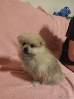 Špic pomeranian štěňátka - 3