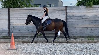 Quarter horse - 3