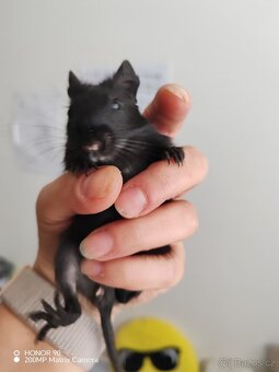 Osmák degu - 3
