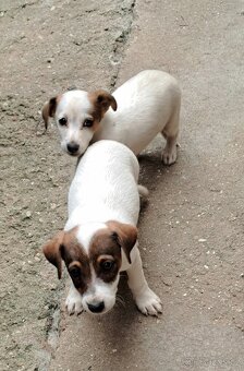 Jack Russell terier - 3