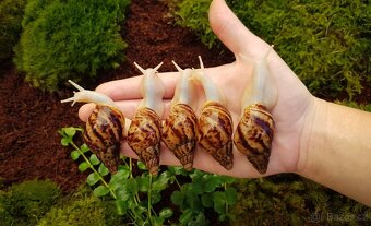 Africký šnek Lissachatina reticulata Albino body mláďata - 3