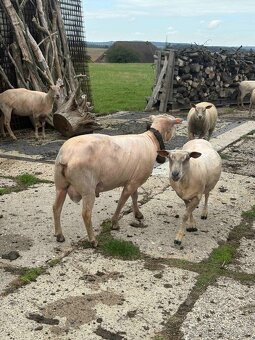 BERAN CHAMPION - PLEMENÍK CHAROLAIS - 3
