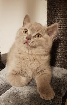 Krasna britská kratkosrstna koťata - 3