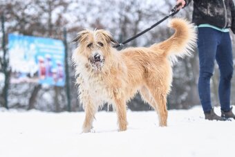 Kříženec Kačenka - 3