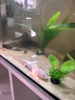 Axolotl + Akvarium SPĚCHÁ - 3