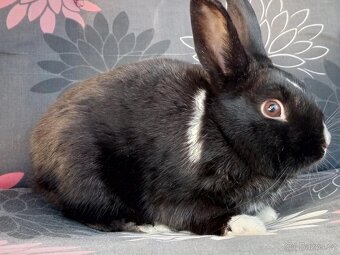 Zakrslý Králíček Hladký - 3