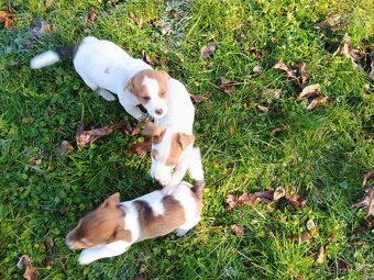 Jack Russel - 3