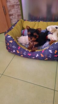 Yorkširsky teriér šteňata - 3