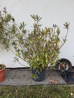 Prodám oleandry - 3