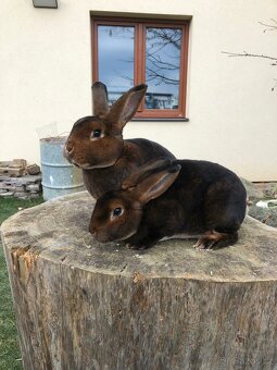 Prodám samce a samici plemene kastorex - 3