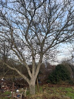 Pronájem zahrady 250m2 - Nymburk,  ulice Dvorská - 3