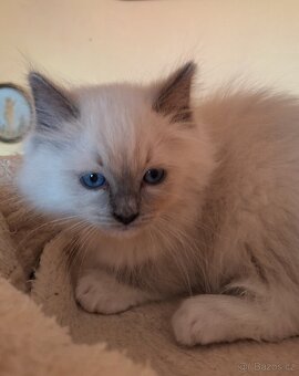 Nádherné Ragdoll kotatka s pp - 3