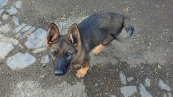 Štěňata německého ovčáka bez PP - 3