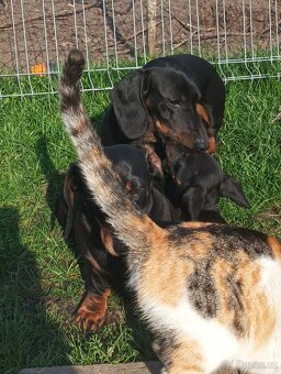 Jezevčík trpasličí - 3