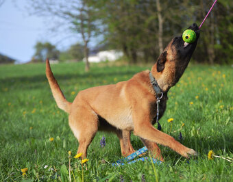 Belgický ovčák malinois, fena s PP - 3