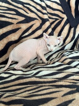 Kočička Sphynx - Elf - 3