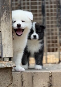 Akita Inu s PP - FCI & AKIHO - 3