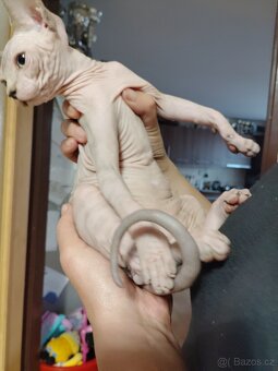 Kanadský sphynx - 3