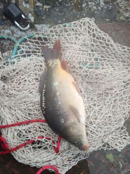 Kapr, amur, lín - 3