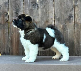 Americká Akita - 3