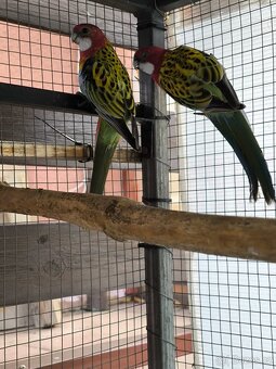 Rosela pestrá letošní mladé - 3