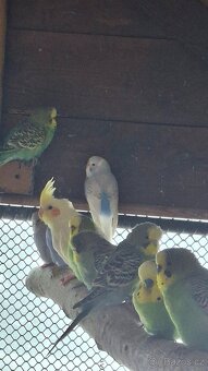 Andulka vlnkovaná - 3