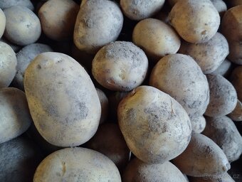 Brambory konzumní Antonie - 3