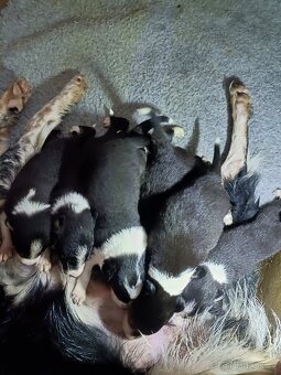 Borderkolie s PP - 3