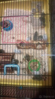 Křeček džungarský - 3