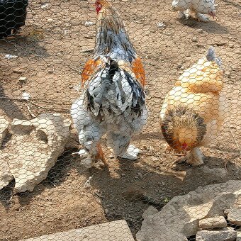 Násadová vejce - 3