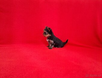 Jorkšírský terier s PP - 3