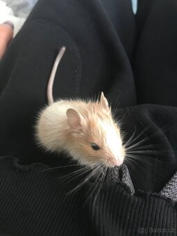 Osmák degu - 3