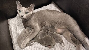 Ruská modrá kočka, koťátka s PP - 3