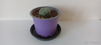Kaktus Lophophora Williamsii- Peyotl - 3