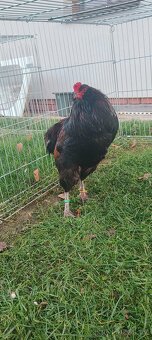 Kohouti araukany divoce zbarvené - 3