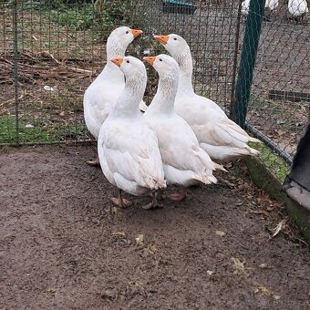 Prodám husy chovné české - 3