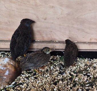 Křepelka čínská - 3