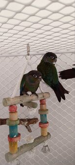 Pyrura červenobřichý - 3