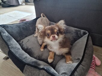 Fenka čivava s PP - 3