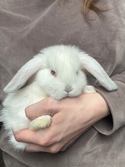 Zakrslý beránek s PP - 3