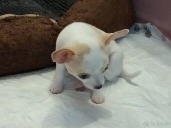 Pes ke krytí ( ne na prodej ) - 3