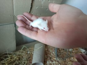 Laboratorní myši - 3