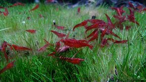 Krevetky Neocaridina Davidi var. Sakura Red - 3