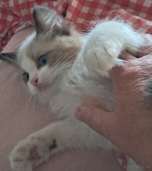 Koťátka ragdoll s PP - 3